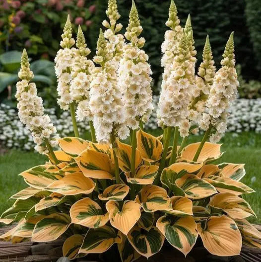 Multicolor Rare Hosta Flowers Seeds🌿