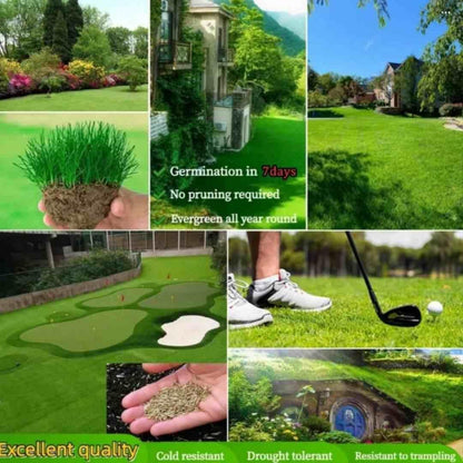 All Seasons Evergreen Grass Seeds
