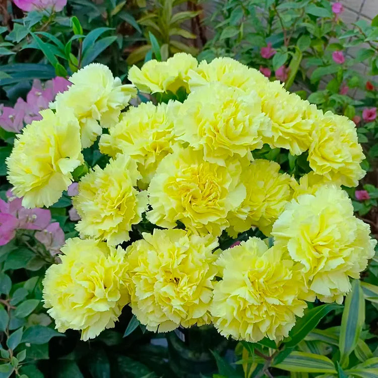 Elegant Carnation Seeds 🌸(With Free Potting Mix 100g)