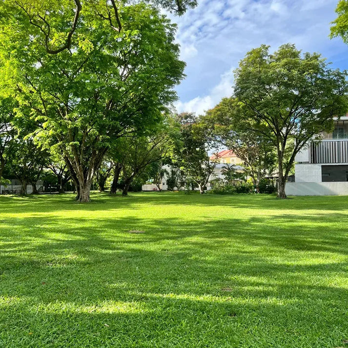 All Seasons Evergreen Grass Seeds