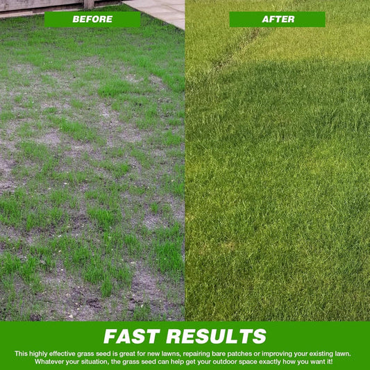 All Seasons Evergreen Grass Seeds