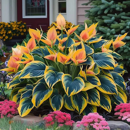 Multicolor Rare Hosta Flowers Seeds🌿