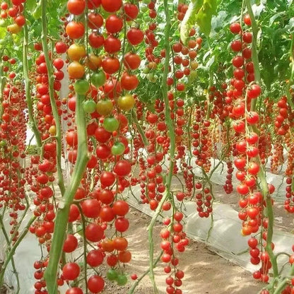 Waterfalls Cherry Tomato Seeds