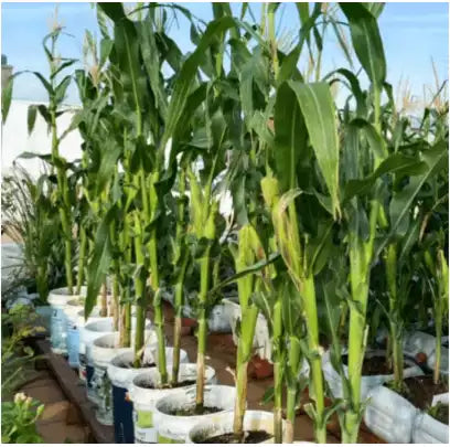 🌽 Japanese Yellow Corn Seeds