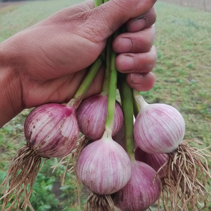 Single Clove Garlic Seeds🧄 + Free Plant Growth Serum🌱
