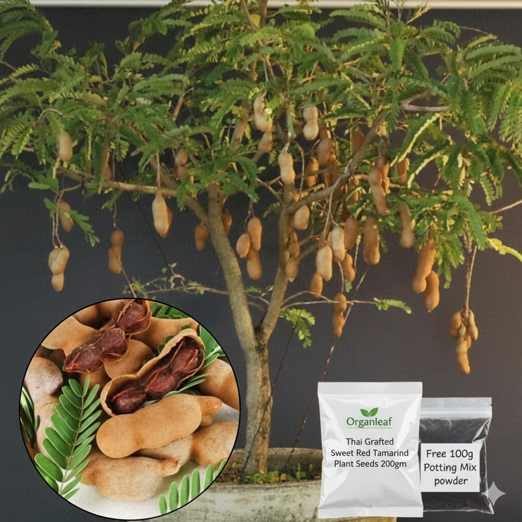 Thai Grafted Sweet Red Tamarind Plant Seeds 🌱 + Free 100g Potting Mix
