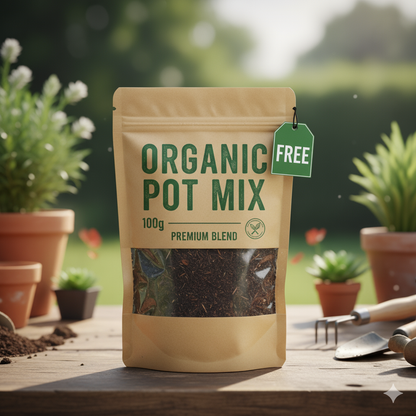 Imported Chrysanthemums Seeds + 100g Organic Pot Mix Free