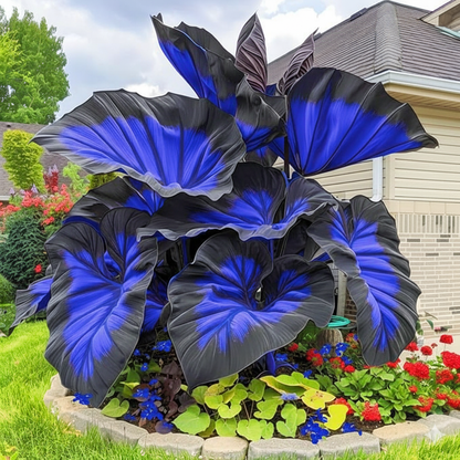 Blue Flame Hosta Seeds + Free Organic Pot Mix 100g