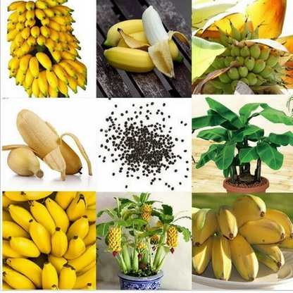 Dwarf Cavendish Banana Seeds