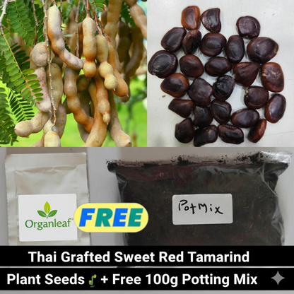 Thai Grafted Sweet Red Tamarind Plant Seeds 🌱 + Free 100g Potting Mix