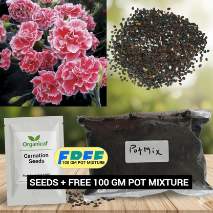 Elegant Carnation Seeds 🌸(With Free Potting Mix 100g)