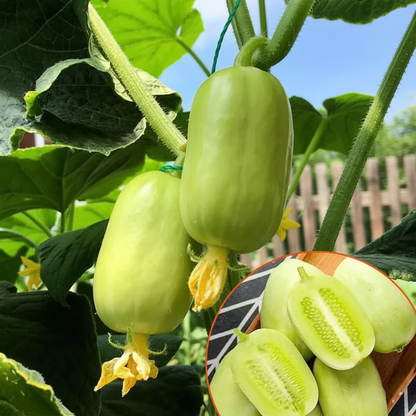 Golden Boy Lady Cucumber🥒