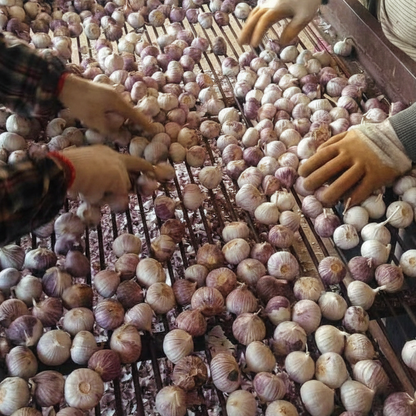 Single Clove Garlic Seeds🧄 + Free Plant Growth Serum🌱