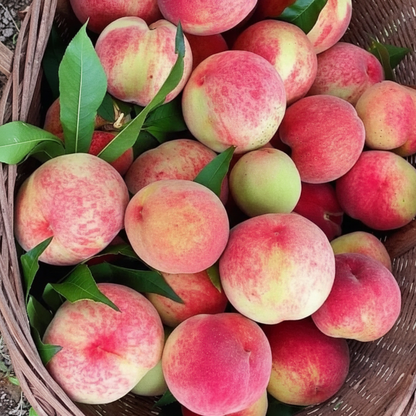 Imported Peach Seeds🍑