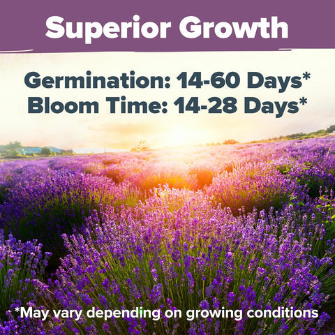 Imported English Lavender Seeds🪻