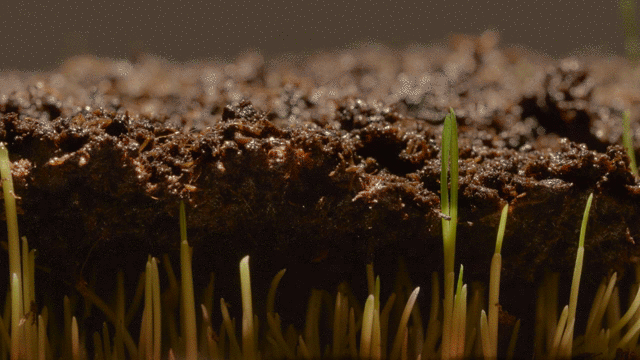 Evergreen Grass Seeds For Beautiful Home Gardening