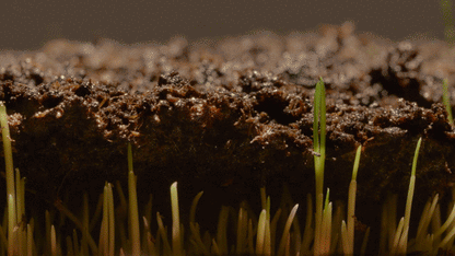 Evergreen Grass Seeds For Beautiful Home Gardening