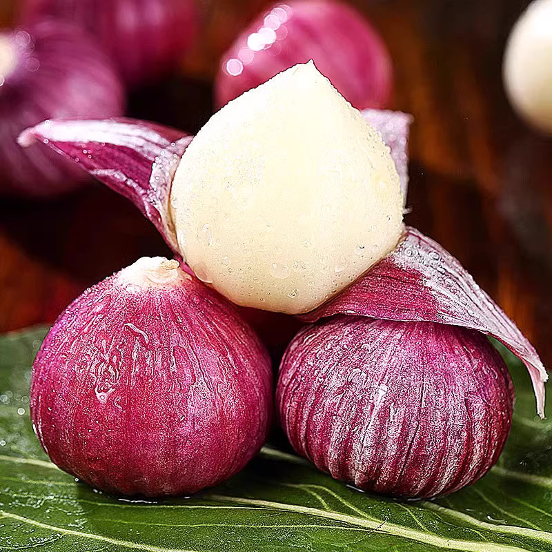 Single Clove Garlic Seeds🧄 + Free Plant Growth Serum🌱