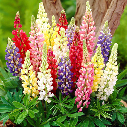 Perennial Russells Lupine 🌺Flower Seeds