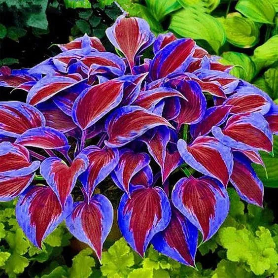 Multicolor Rare Hosta Flowers Seeds + Plant Growth Serum Free