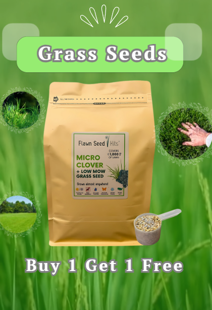 Evergreen Grass Seeds For Beautiful Home Gardening