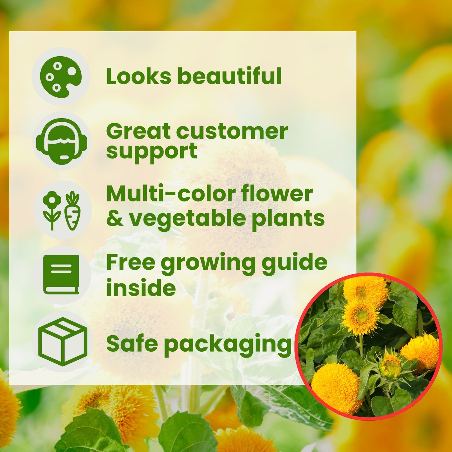 Imported Teddy Bear Sunflower Seeds🌻