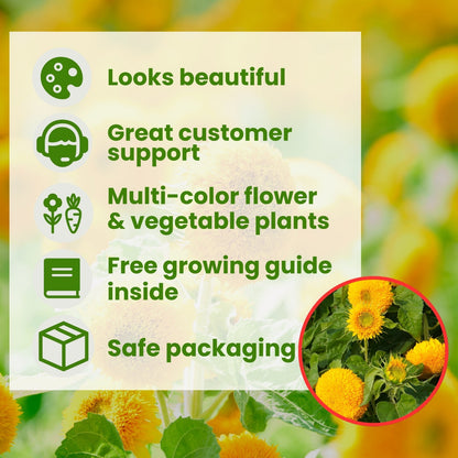 Imported Teddy Bear Sunflower Seeds🌻