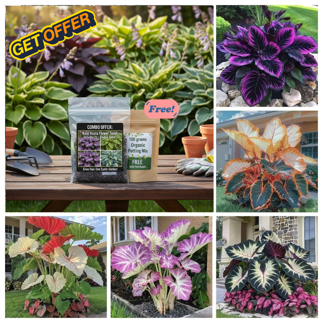 🌿 Rare Hosta Flower Seeds + 100 grams Organic Pot mix Free🌱
