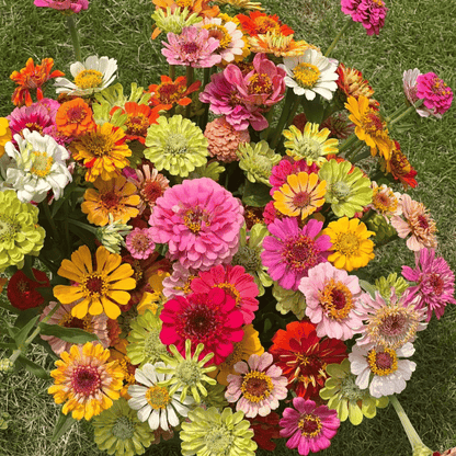 🌸Zinnia(Dahlia) Flowers Seeds + Free Plant Growth Supplement🌱 (BUY 1 GET 1 FREE)