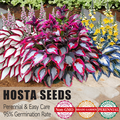 Multicolor Rare Hosta Flowers Seeds + Plant Growth Serum Free