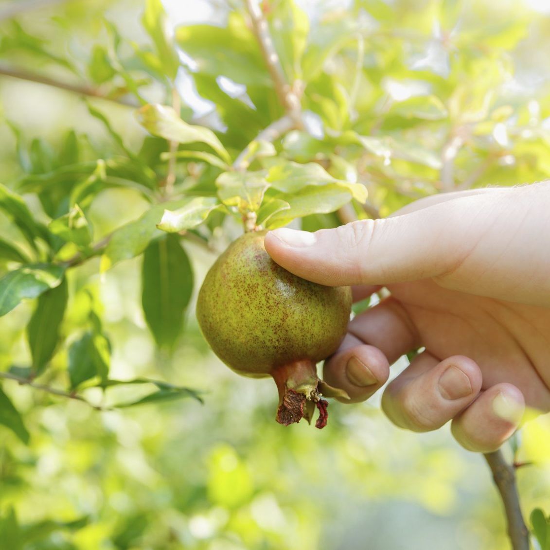 Imported Pomegranate Seeds (Buy 1 Get 1 Free)