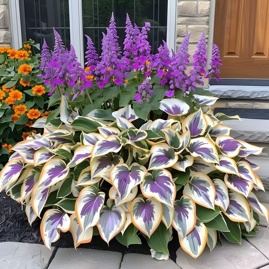 Multicolor Rare Hosta Flowers Seeds + Plant Growth Serum Free