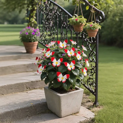 Moonlight Butterfly Flower Seeds🦋 + Free Organic Pot Mix🌱