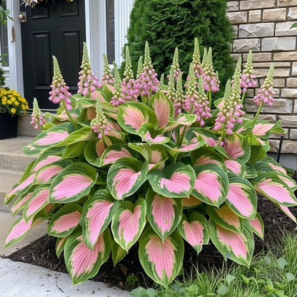Multicolor Rare Hosta Flowers Seeds + Plant Growth Serum Free