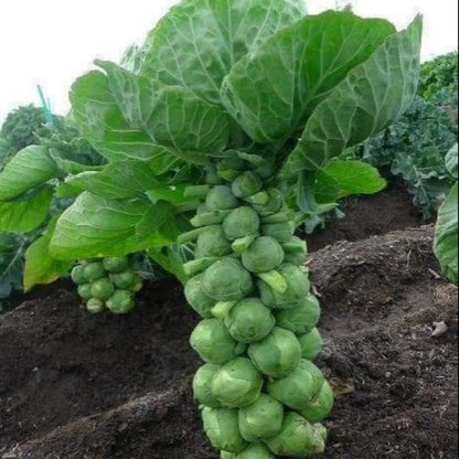 Imported Mini Cabbage Seeds