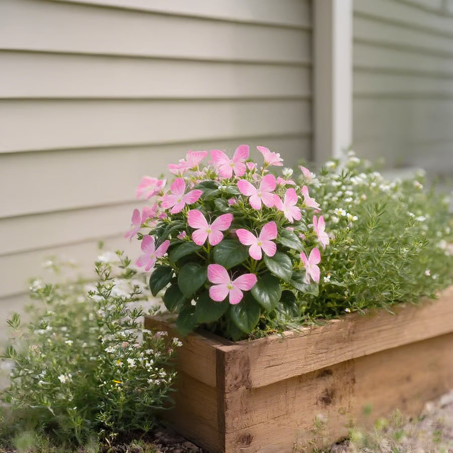 Moonlight Butterfly Flower Seeds🦋 + Free Organic Pot Mix🌱