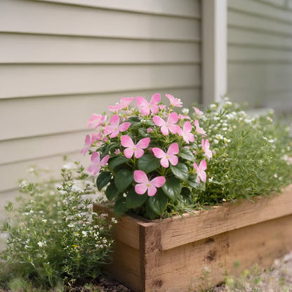 Moonlight Butterfly Flower Seeds🦋 + Free Organic Pot Mix🌱