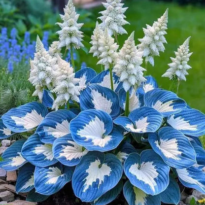 Multicolor Rare Hosta Flowers Seeds🌿
