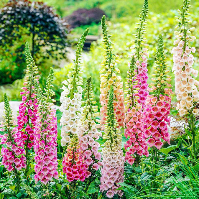 Perennial Russells Lupine 🌺Flower Seeds