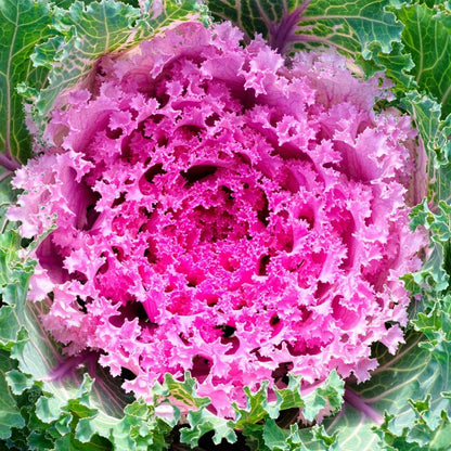 🥗Rare Purple Edible Kale Seeds