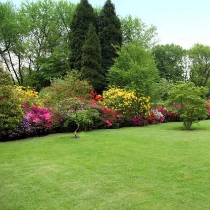 All Seasons Evergreen Grass Seeds