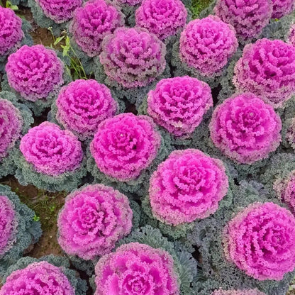 🥗Rare Purple Edible Kale Seeds