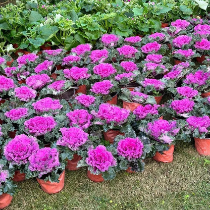 🥗Rare Purple Edible Kale Seeds