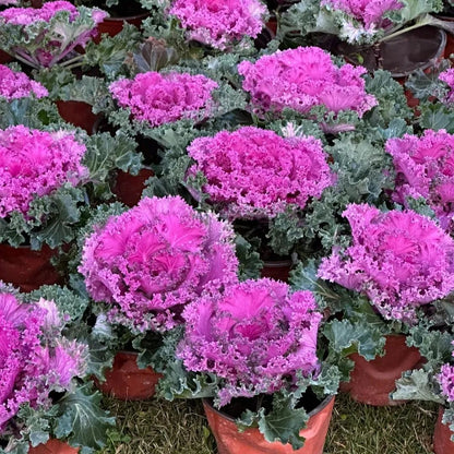 🥗Rare Purple Edible Kale Seeds