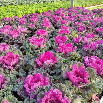 🥗Rare Purple Edible Kale Seeds