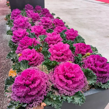 🥗Rare Purple Edible Kale Seeds