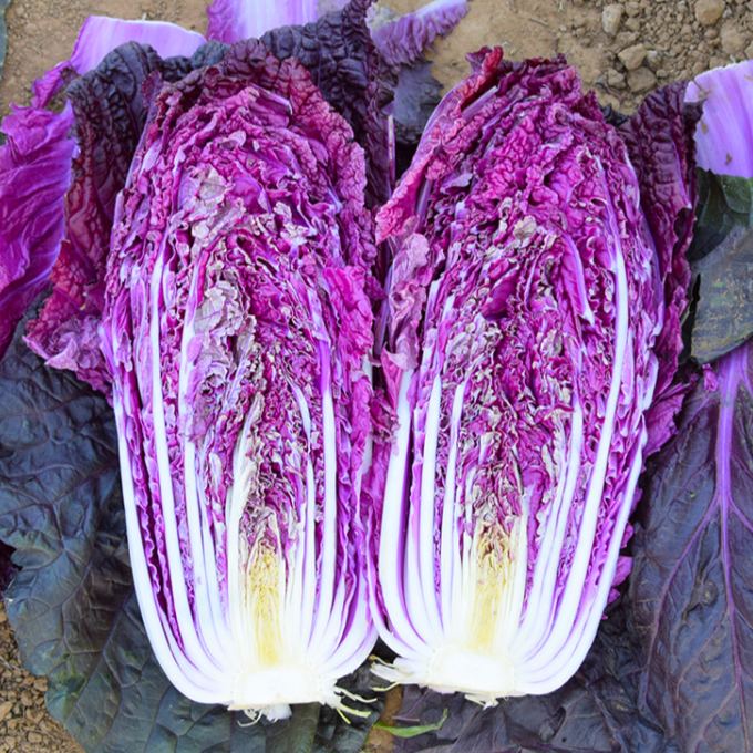 🥬Purple Napa Cabbage Seeds