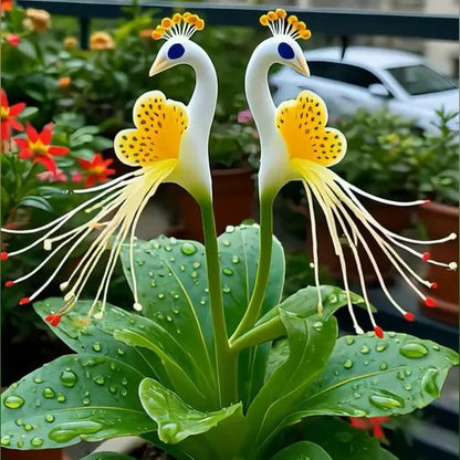 Imported Peacock Flower Seeds🌺🌿 + 100g Pot Mix Free(Pack of 2)