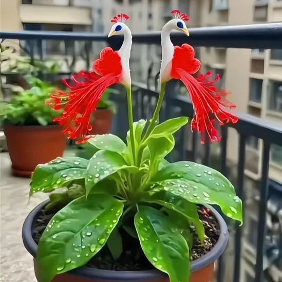 Imported Peacock Flower Seeds🌺🌿 + 100g Pot Mix Free(Pack of 2)