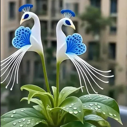 Imported Peacock Flower Seeds🌺🌿 + 100g Pot Mix Free(Pack of 2)